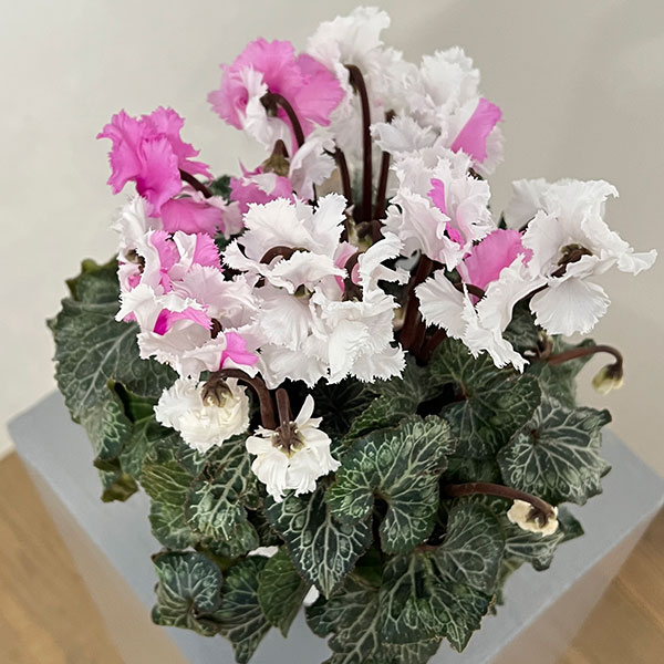 園芸ネット本店｜シクラメン：スワン 咲き分け4.5号鉢植え の通販【公式】