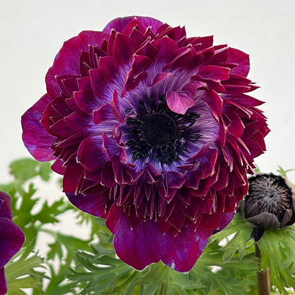 園芸ネット本店｜アネモネ：ファネモス ダブルルージュ3.5号ポット の