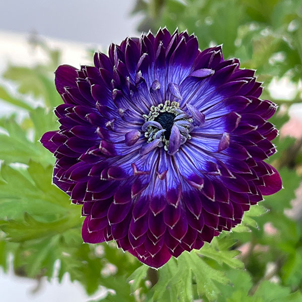 園芸ネット本店｜アネモネ：ファネモス ダブルルージュ3.5号ポット の