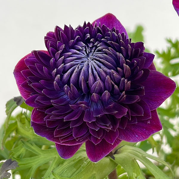 園芸ネット本店｜アネモネ：ファネモス ダブルルージュ3.5号ポット の