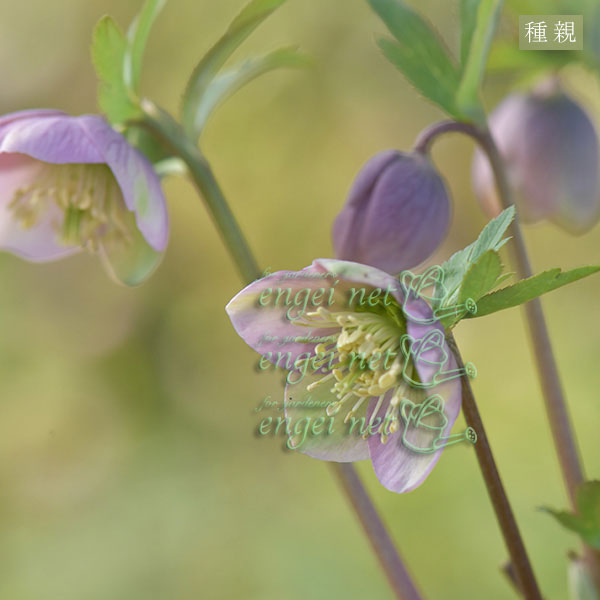 園芸ネット本店｜【お1人様1ポット】大和園さんのクリスマスローズ苗