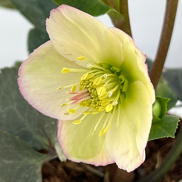 園芸ネット本店｜クリスマスローズ：*HGC Ice N'roses 氷の薔薇