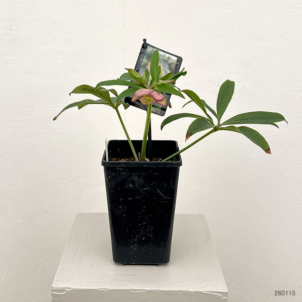 園芸ネット本店｜クリスマスローズ：スウィングシングル26-02／1.5L