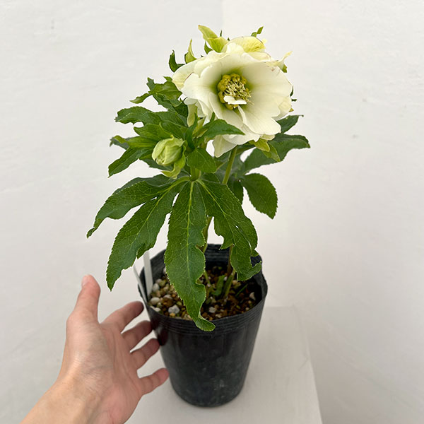 園芸ネット本店｜若泉ファームさんのクリスマスローズ：26-02