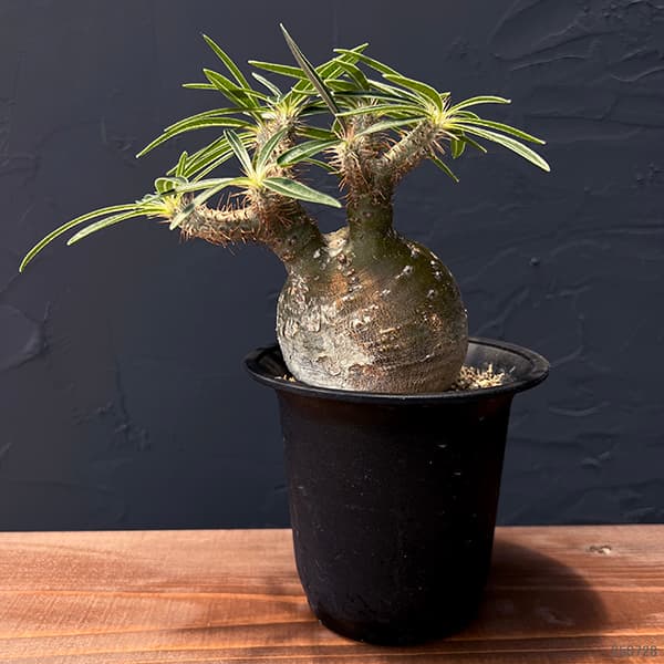 園芸ネット本店｜パキポディウム：グラキリス（発根済み株）4号 22-02