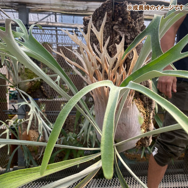 園芸ネット本店｜ビカクシダ（コウモリラン）： ベイチー ワイルド