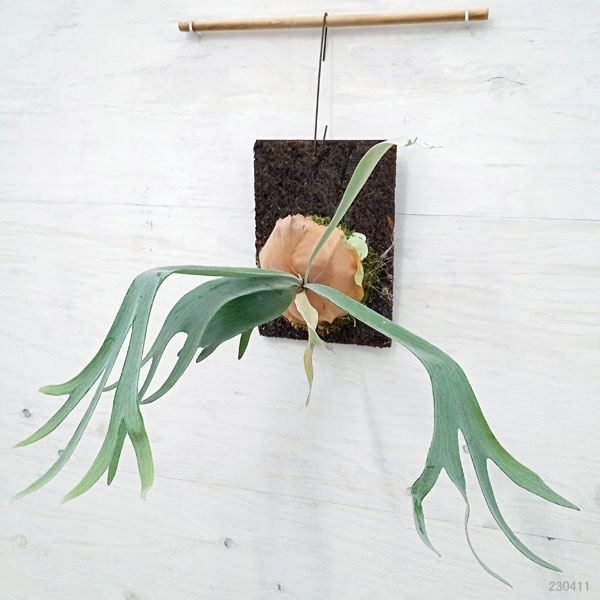 園芸ネット本店｜ビカクシダ（コウモリラン）：E-1（白ビフ） 板付け