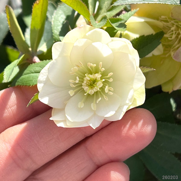 園芸ネット本店｜クリスマスローズ：*プチドール沙羅（さら）5号鉢 の