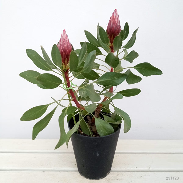 園芸ネット本店｜プロテア：リトルプリンス（2フラワー） 5号鉢植え
