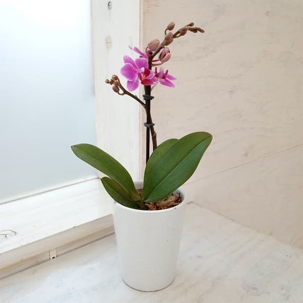 園芸ネット本店｜ミディ胡蝶蘭：マイクロ胡蝶蘭 2.5号1本立ち 2WAY