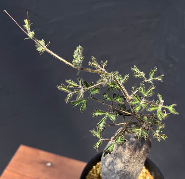 園芸ネット本店｜キフォステンマ：モンタグナッキー 4号鉢植えNo.3 の