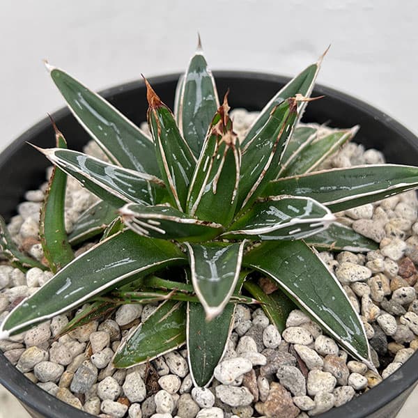 園芸ネット本店｜アガベ：姫笹の雪 4号鉢植え の通販【公式】