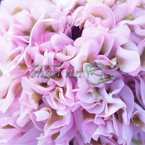 園芸ネット本店｜ラナンキュラス：ポンポン ハーマイオニー4号ポット苗