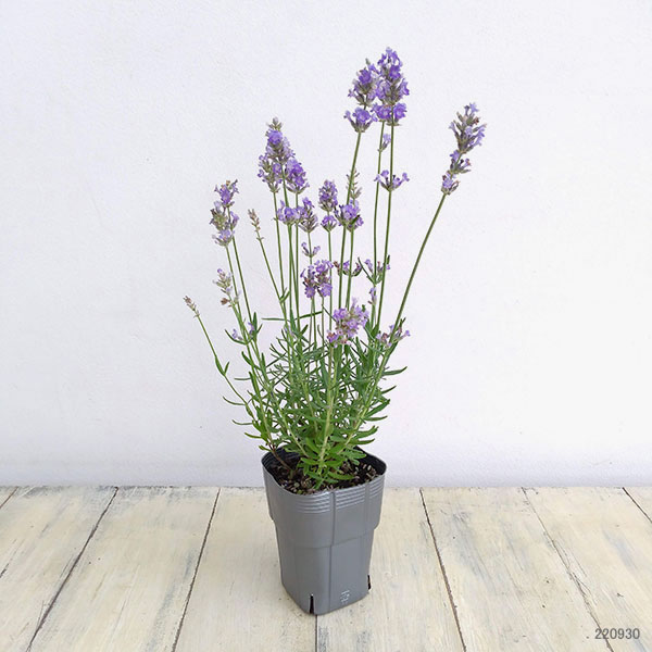 園芸ネット本店｜ラベンダー：スカイパール3号ポット の通販【公式】