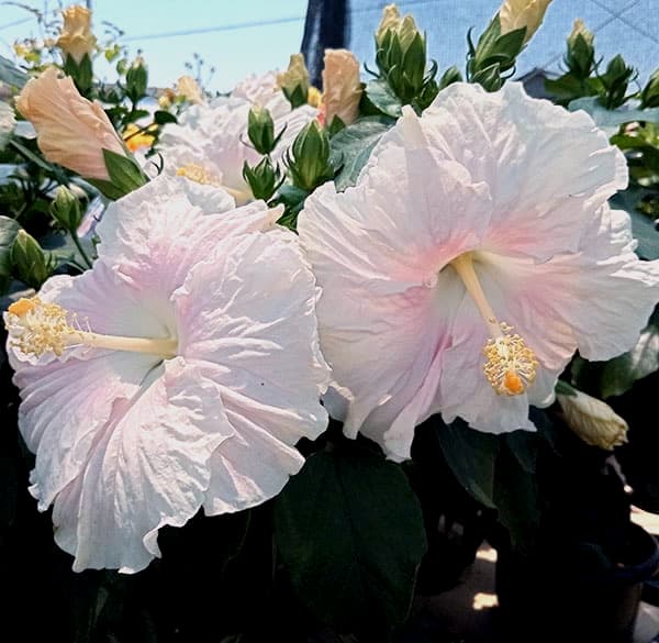 園芸ネット本店｜ハイビスカス（ニューロングライフ）：エリス7号