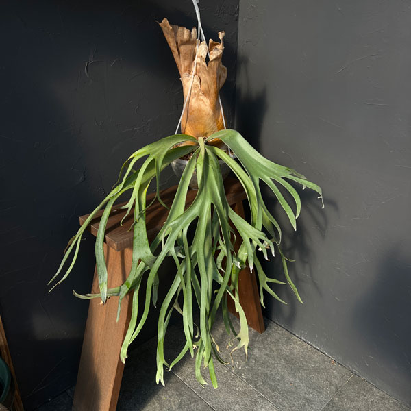 園芸ネット本店｜[送料無料]（わけあり特価）ビカクシダ（コウモリラン