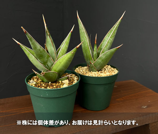 園芸ネット本店｜サンセベリア：ピングイキュラ 3.5号硬質ポット の