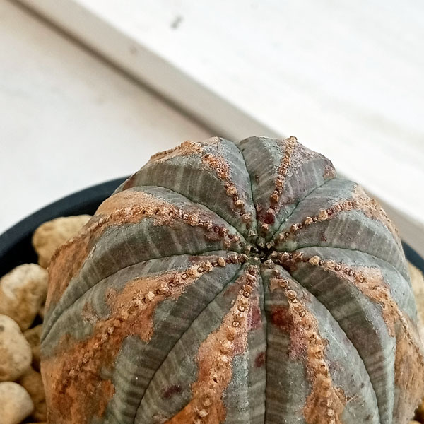 園芸ネット本店｜ユーフォルビア：オベサ 4号23-12 の通販【公式】