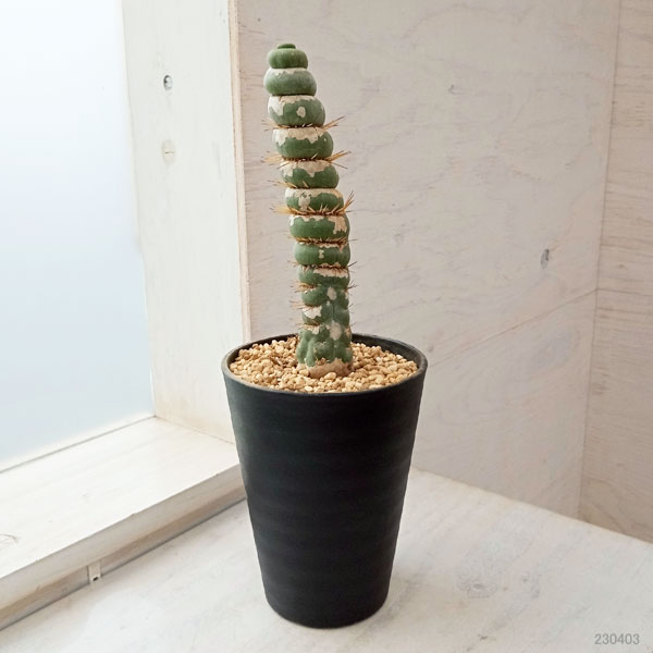 園芸ネット本店｜サボテン：ユーリキニア カスタネア スピラリス 4号