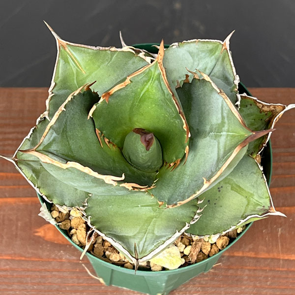 園芸ネット本店｜アガベ：チタノタ×ジャガーノート（titanota x