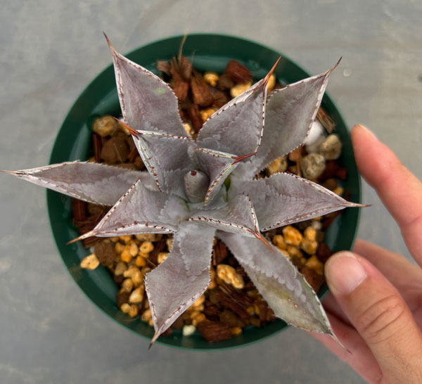 園芸ネット本店｜アガベ：Blood Spot 3号23-02 の通販【公式】