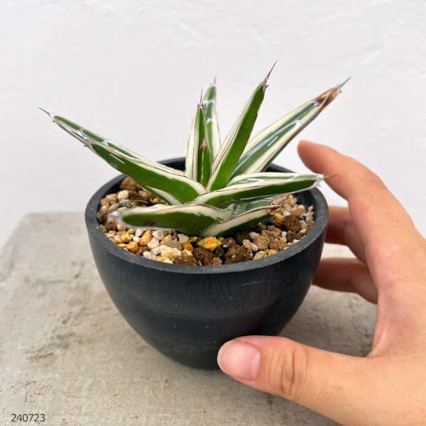 園芸ネット本店｜（わけあり特価）アガベ：氷山（ビクトリアレギナエ