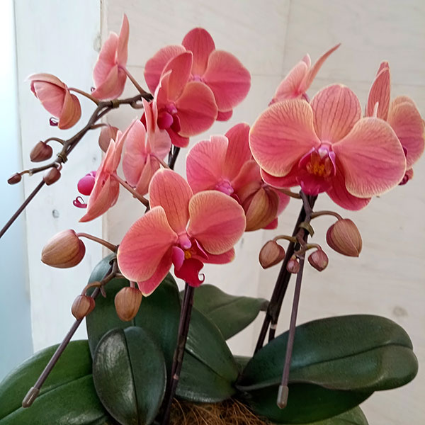 園芸ネット本店｜ファレノプシス：アンティークラブ3本立ち6号陶器