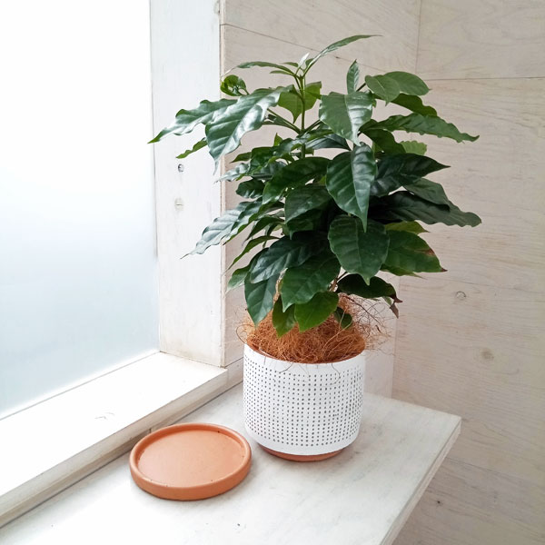 園芸ネット本店｜[送料無料][2023年 父の日ギフト][予約]コーヒーの木