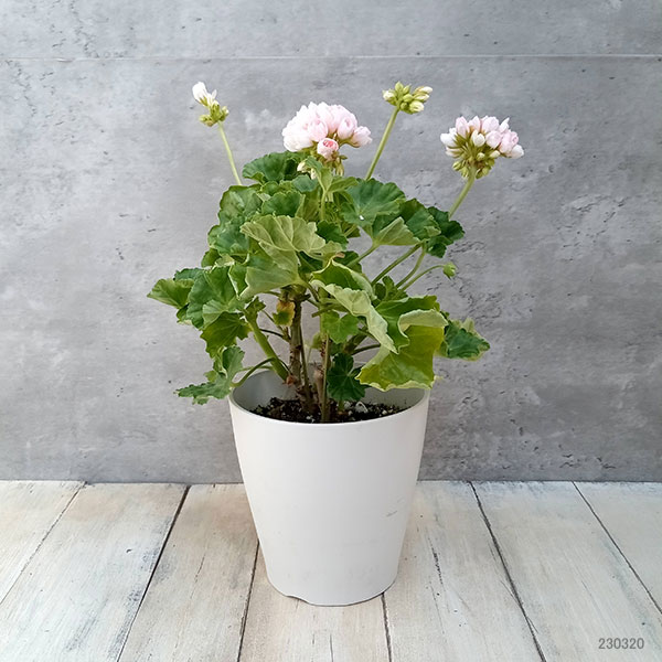 園芸ネット本店｜ゼラニウム（チューリップ咲き）：エマ5号鉢植え の