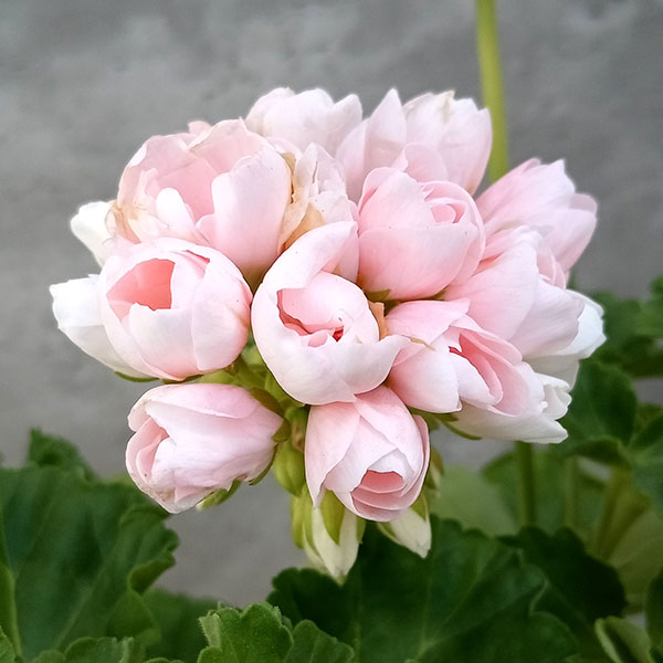 園芸ネット本店｜ゼラニウム（チューリップ咲き）：エマ3.5号ポット の