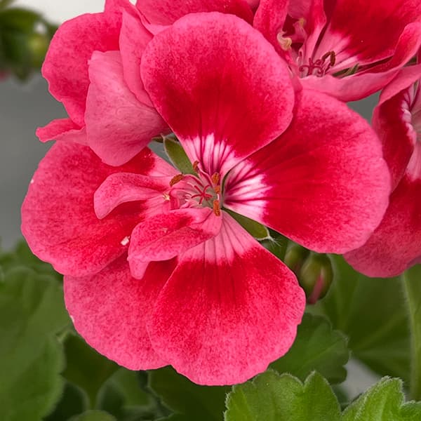 園芸ネット本店｜ゼラニウム：クオリティ フラワーフェアリー