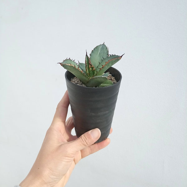 園芸ネット本店｜アガベ：チタノタ ブラック ファイヤー 3号鉢植え の
