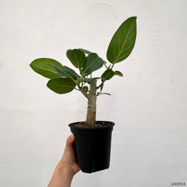 園芸ネット本店｜フィカス：ベンガレンシス オードリー 3.5号鉢植え