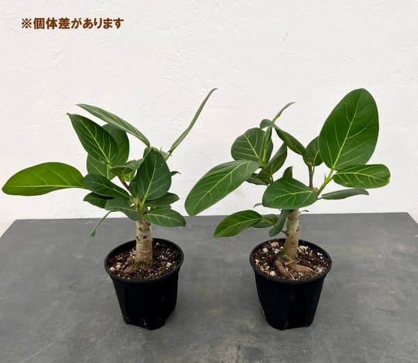園芸ネット本店｜フィカス：ベンガレンシス オードリー 3.5号鉢植え