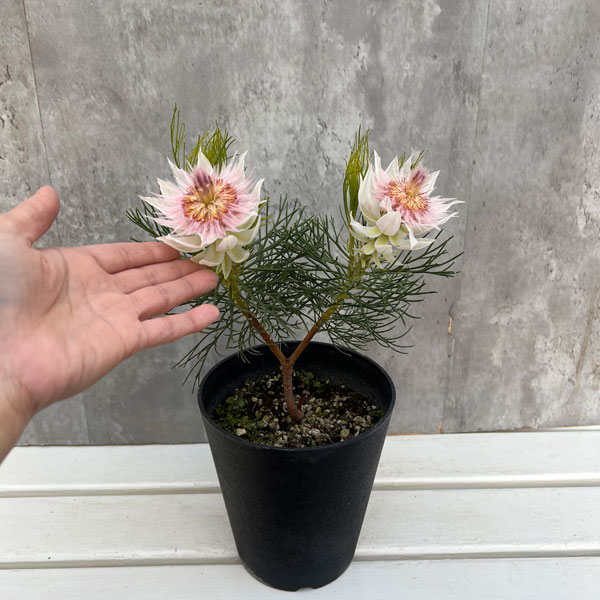 園芸ネット本店｜セルリア：ブラッシングブライド 5号鉢植え の通販