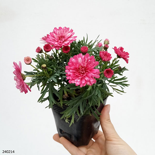 園芸ネット本店｜マーガレット：フランボワーズスフレ3号ポット 3株