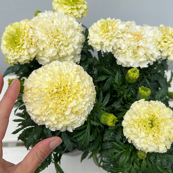 園芸ネット本店｜マリーゴールド ：ホワイトゴールドマックス4.5号