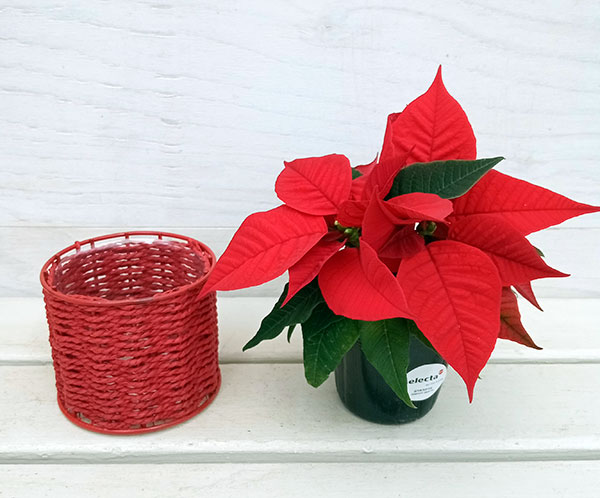 園芸ネット本店｜ポインセチア：バスケット入り3色セット の通販【公式】