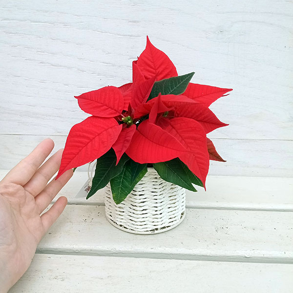 園芸ネット本店｜ポインセチア：レッド／バスケット（白）入り の通販