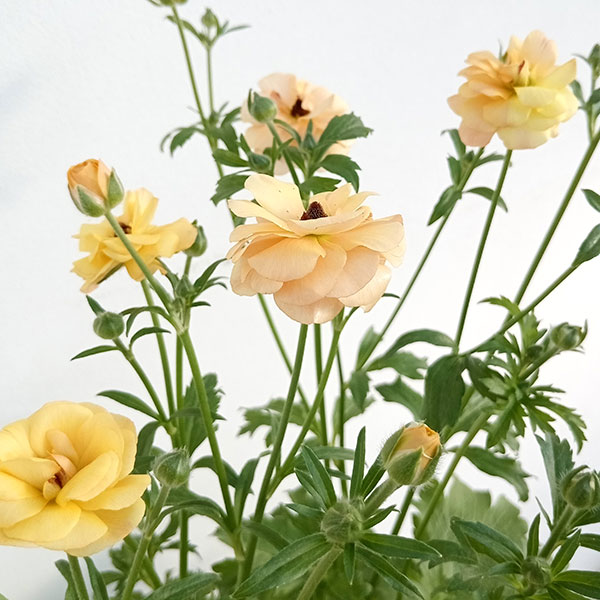 園芸ネット本店｜ラナンキュラス：ラックス ベスタリス5号鉢植え の