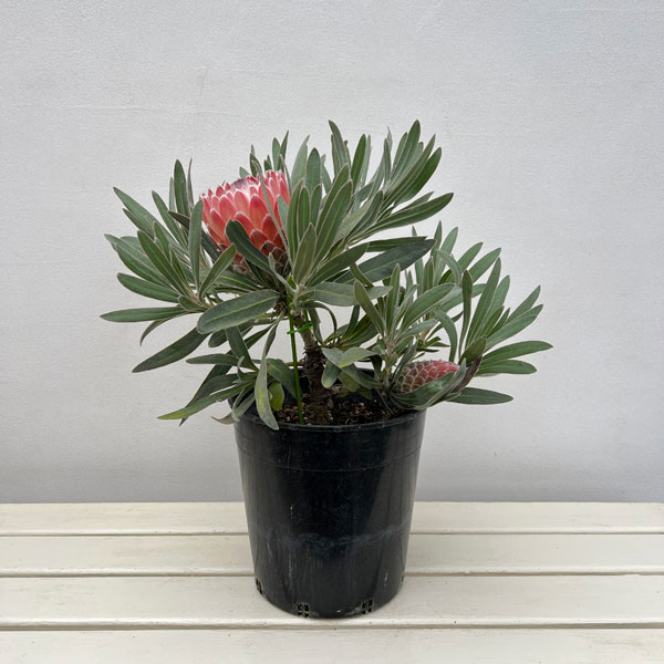 園芸ネット本店｜プロテア：ジュリエット7号鉢植え** の通販【公式】