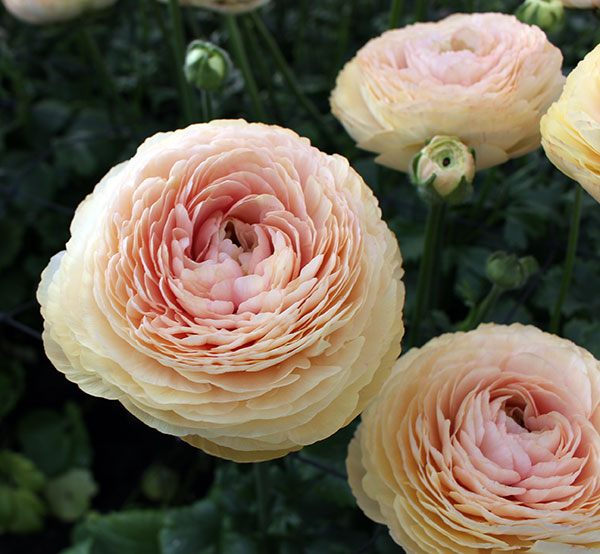 園芸ネット本店｜ラナンキュラス：サクセス トアレグ6号鉢植え の通販