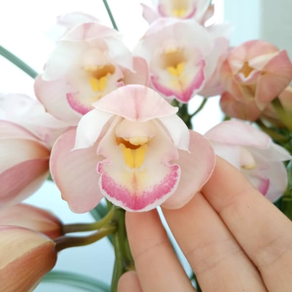 園芸ネット本店｜シンビジウム：プリティキャンディ 4本立ち7号鉢植え