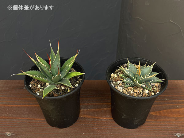園芸ネット本店｜アガベ：ユタエンシス エボリスピナ 3.5号鉢植え の