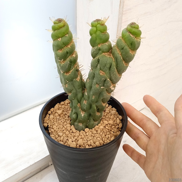 園芸ネット本店｜[ザ・ファームセレクト]サボテン：ユーリキニア