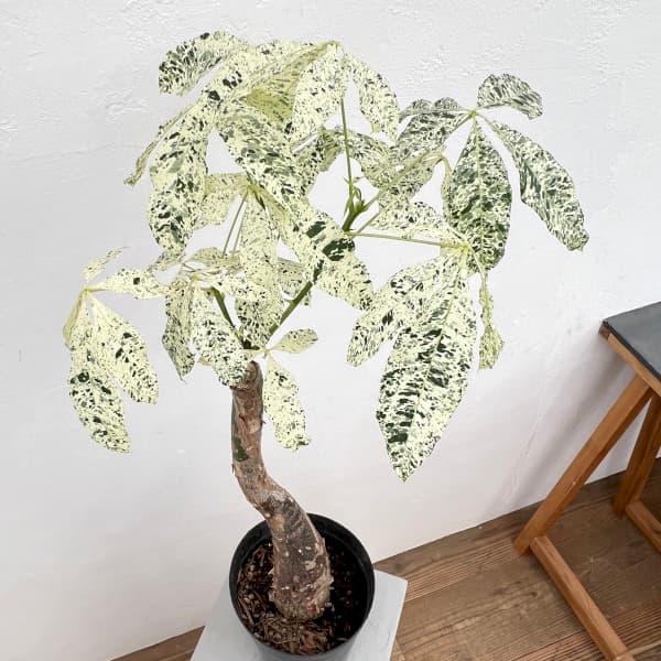 園芸ネット本店｜[ザ・ファームセレクト]パキラ：ミルキーウェイ 6号25