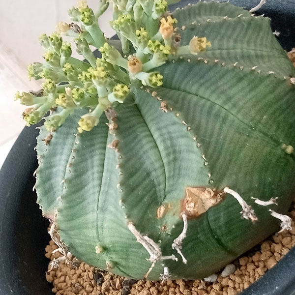 園芸ネット本店｜ユーフォルビア：バリダ×オベサ（交配実生株）3.5号23