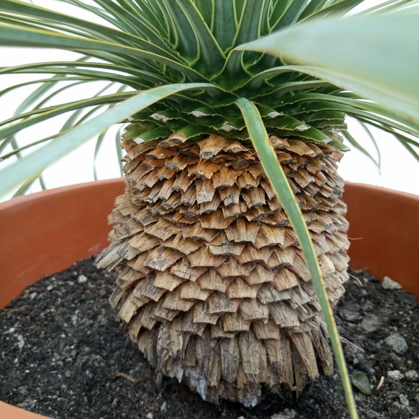 園芸ネット本店｜[送料無料]ユッカ：ロストラータ 10号鉢植え の通販