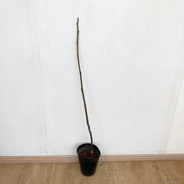 園芸ネット本店｜イチジク：シニョーラ4～5号ポット の通販【公式】