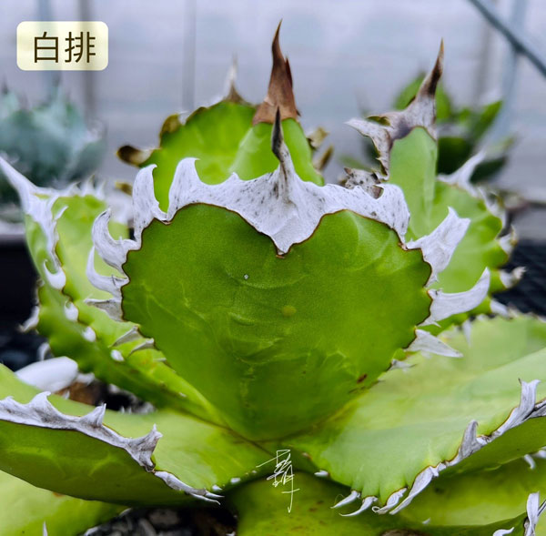 園芸ネット本店｜アガベ：チタノタ 白排刺（発根済） 4号鉢植え23-01